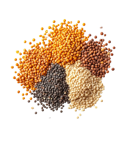 Pulses & Grains